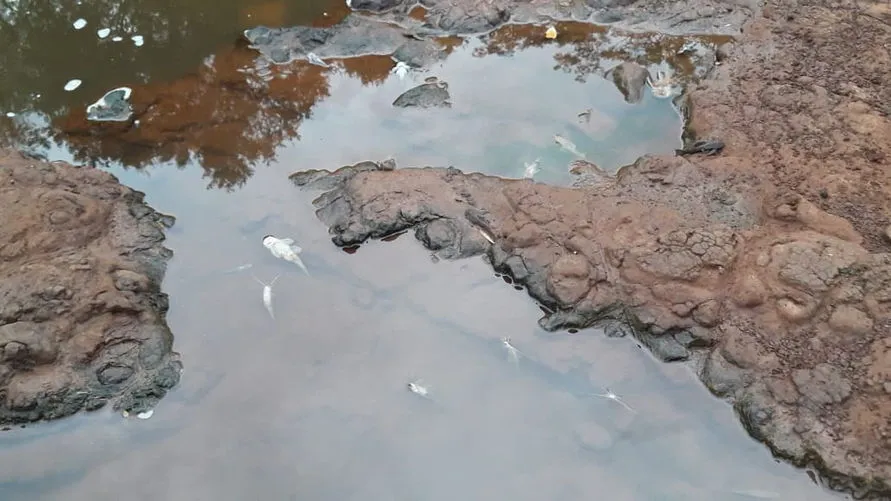 Sindicato denuncia suspeita de poluição em rios de Apucarana; Vídeo