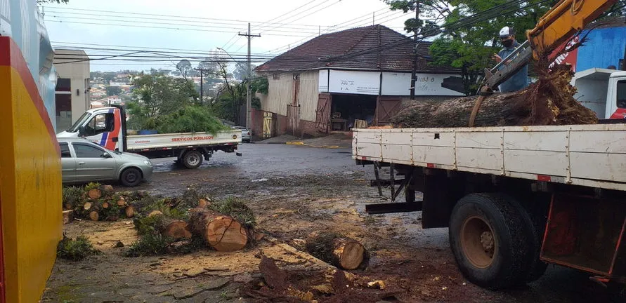 Prefeitura e bombeiros retiram árvore que caiu em Apucarana