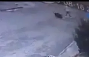 Cachorro é morto a enxadadas e suspeitos são presos no PR; video