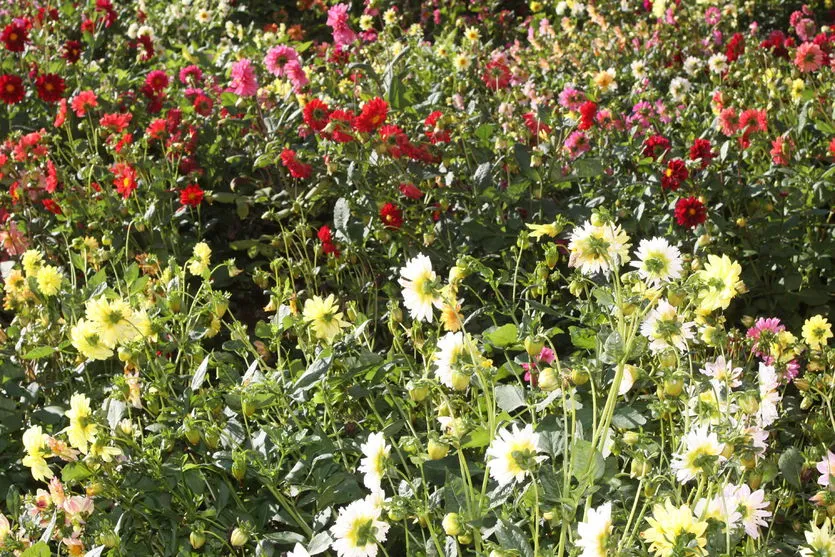 Floricultura é destaque do boletim agropecuário