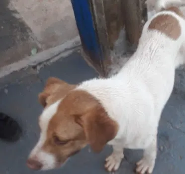 Moradora flagra homem abandonando cachorro na rodovia em Borrazópolis