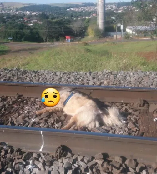 Cachorro é encontrado morto e amarrado na linha do trem em Apucarana