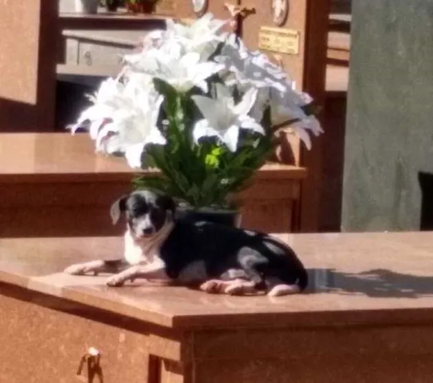 Cachorro vive há 8 meses no túmulo de seu dono em Maringá