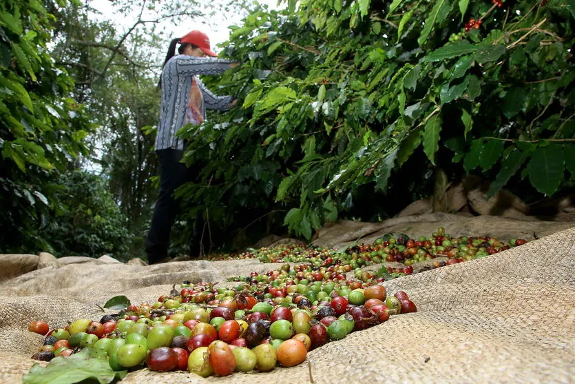 Boletim agropecuário analisa produção de grãos no Estado