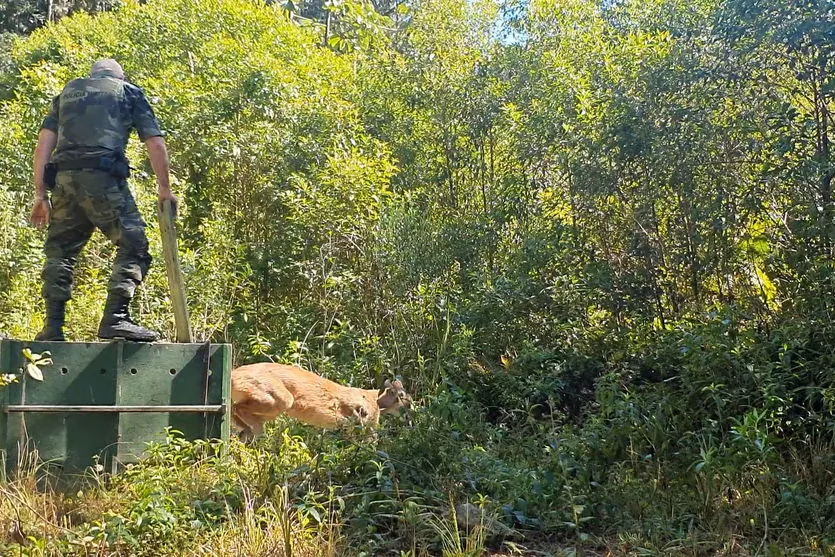 Onça-parda encontrada em área urbana é devolvida à natureza