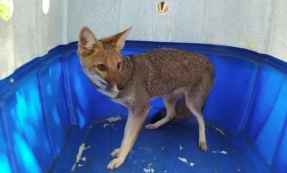 Cachorro do mato é capturado dentro de quintal de casa em Arapongas