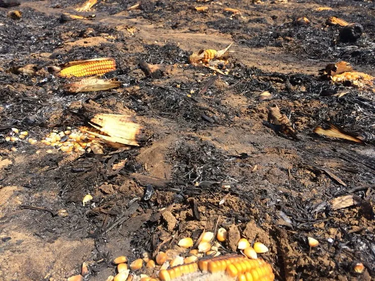 Incêndio destrói quase sete alqueires de plantação de milho em Kaloré