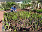 Viveiro de mudas comunitário fortalece a agricultura familiar em Jardim Alegre
