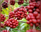 Ladrões levam 20 sacas de café de sitio em Ivaiporã
