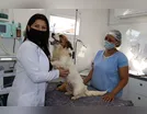 População carente castra cães no Castramóvel em Ivaiporã