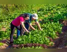 Santa Terra entra para o circuito de turismo de frutas de Faxinal