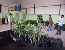 Agricultores familiares de Ivaiporã recebem mudas de citros