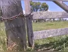 Gado é furtado em duas propriedades rurais de Rosário do Ivaí