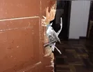 Em Borrazópolis, bandidos arrombam casa de sítio e furtam veneno