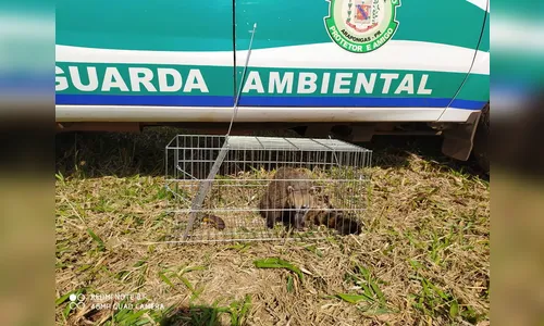 Guarda Municipal resgata quati no pátio de colégio em Arapongas