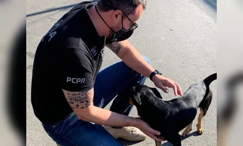 Cachorro que sofria maus-tratos é resgatado