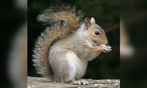 Estados Unidos encontra bactéria de peste bubônica em um esquilo