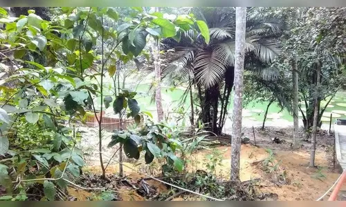 Cientistas utilizam plantas amazônicas em pesquisa sobre covid-19