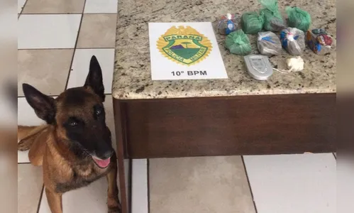 Cão de faro encontra maconha dentro de tronco de árvore em Apucarana
