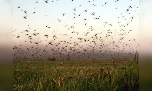 Segunda nuvem de gafanhotos pode se deslocar para o Brasil