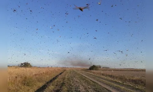 Paraguai confirma existência de nova nuvem de gafanhotos