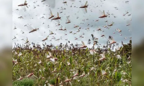 Nuvem de gafanhotos pode chegar na quarta-feira ao RS, dizem técnicos
