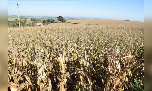 Colheita do milho segunda safra segue atrasada na região  de Ivaiporã