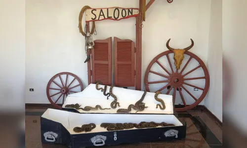 Homem guarda 152 cascavéis dentro de caixão no Paraná