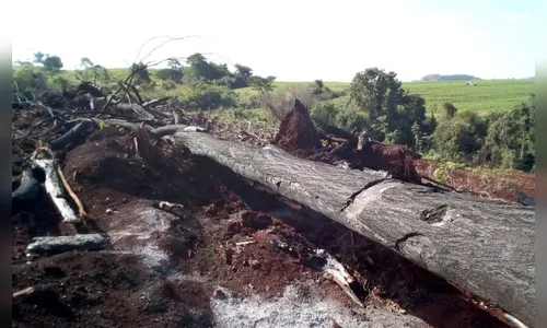 Propriedades rurais na região são autuadas em mais R$ 100 mil por desmate
