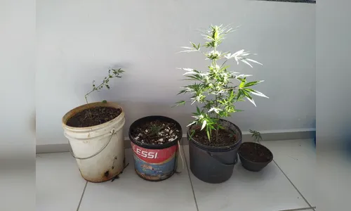 Mulher divulga fotos de pés de maconha no  Facebook e acaba detida em Apucarana