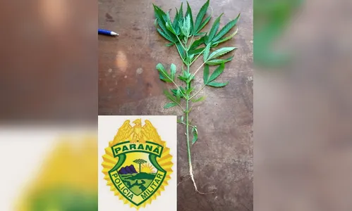 PM de Apucarana recebe denúncias de tráfico e apreende pé de maconha