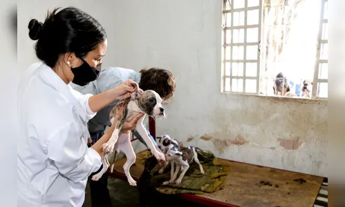 Bem-estar Animal resgata 13 filhotes vítimas de maus-tratos