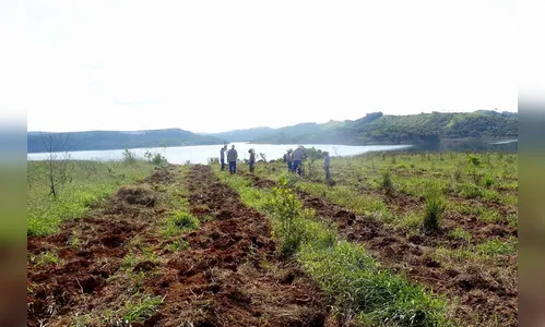 Paraná é premiado por projeto de recuperação de áreas degradadas
