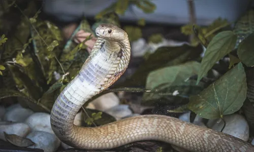 Juiz federal afasta servidora do Ibama ligada a caso da cobra naja