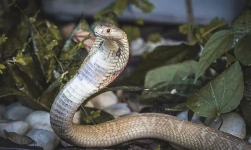 Juiz federal afasta servidora do Ibama ligada a caso da cobra naja