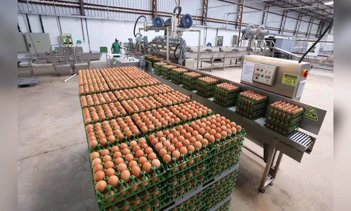 Indústria de alimentos opera em 97% e vendas crescem no ano