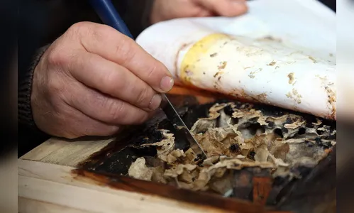 Paraná se destaca como líder nacional nas exportações de mel