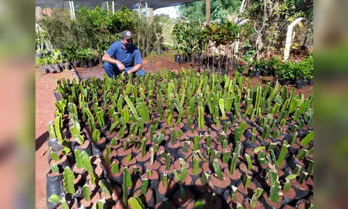 Viveiro de mudas comunitário fortalece a agricultura familiar em Jardim Alegre