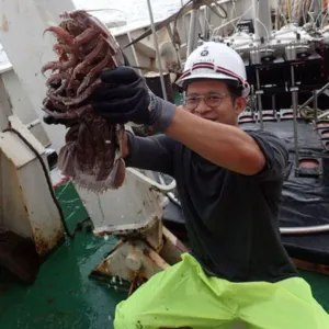 Cientistas encontram "barata gigante" no mar e explicam o bicho