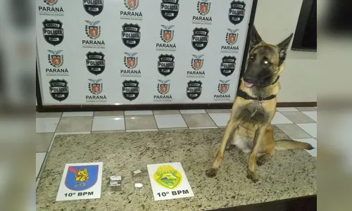 Cadela de faro da PM encontra maconha durante operação em Apucarana