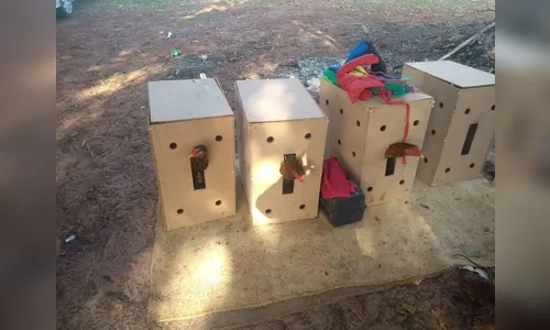 110 galos de rinha são apreendidos pela polícia em Colorado