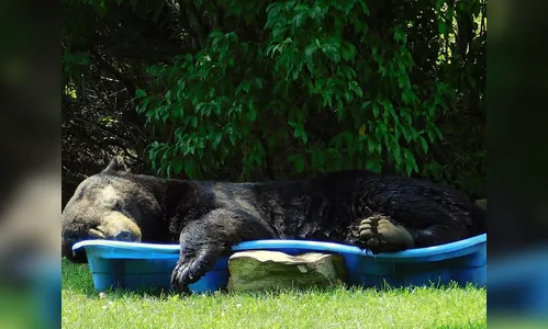 Urso invade quintal de casa nos EUA e tira cochilo em piscina infantil