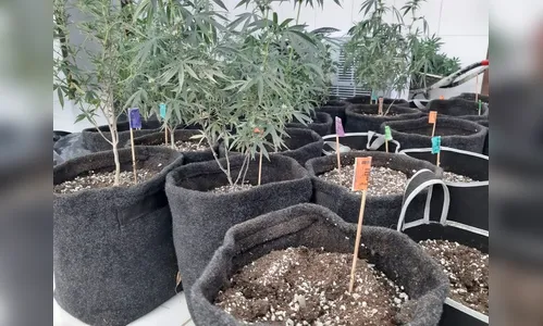 PM recebe denúncia de tentativa de estupro e encontra estufa de maconha