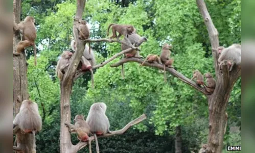 Macacos atacam turistas em Safari, no Reino Unido