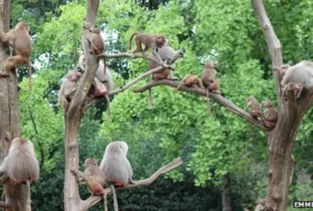 Macacos atacam turistas em Safari, no Reino Unido