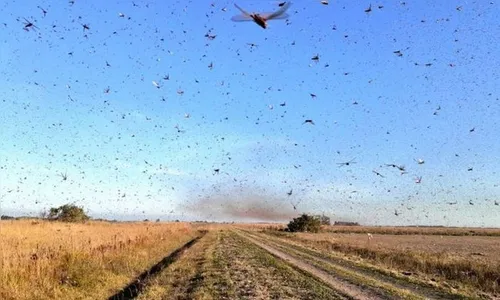Nuvem de gafanhotos diminui, mas permanece alerta para o Brasil