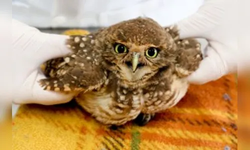 Coruja é resgatada ferida nas asas por linha de cerol em Maringá