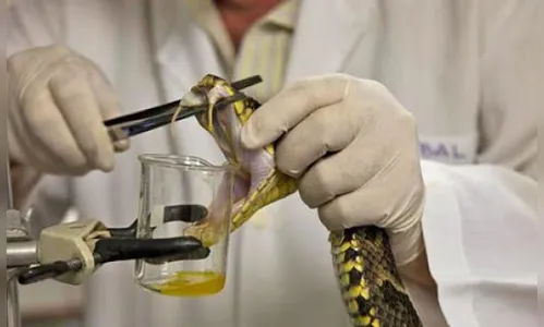 Sesa vai reativar a produção de soro contra picadas de cobras