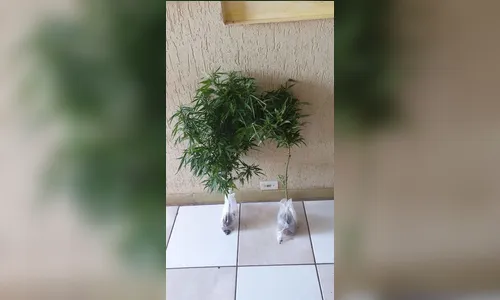 PM de Apucarana apreende pés de maconha plantados em terreno