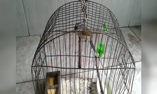PM apreende pássaro silvestre em casa suspeita de tráfico de drogas